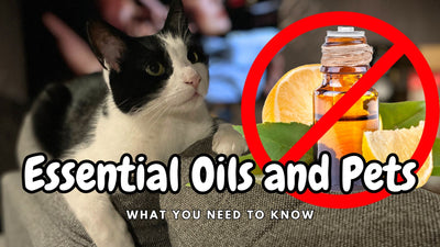 Essential Oils and Pets - What you need to know